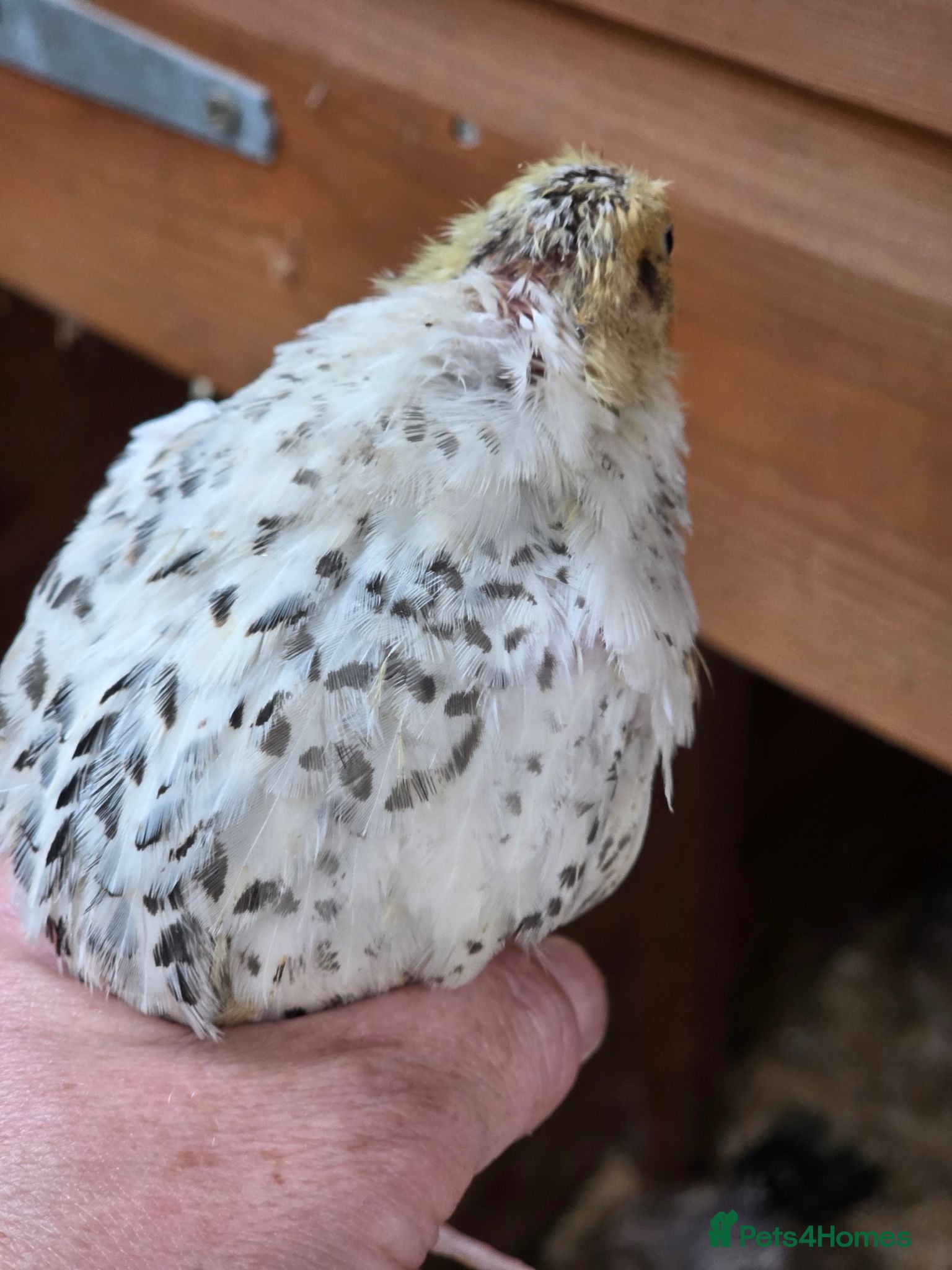 Quail poultry for sale: Corturnix Quail Chicks  - Advert 1
