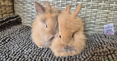 Lionhead rabbits - Advert 8