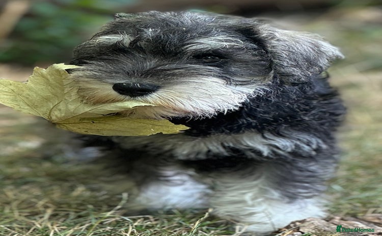 Miniature Schnauzer dogs - Advert 1