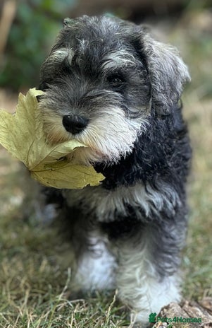Miniature Schnauzer dogs - Advert 3