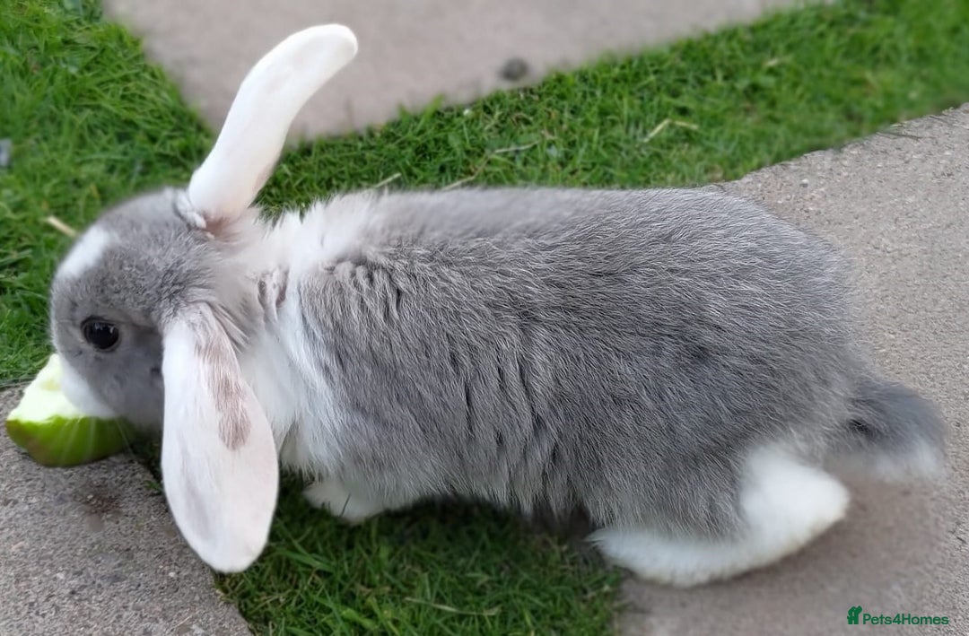 Mini Lop rabbits for sale: Gorgeous Mini Lop X French Bunnies Ready to Go! - Image 7
