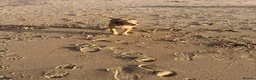 Mixed Breed dogs for sale: Cocker Spaniel cross in Consett - Advert 2