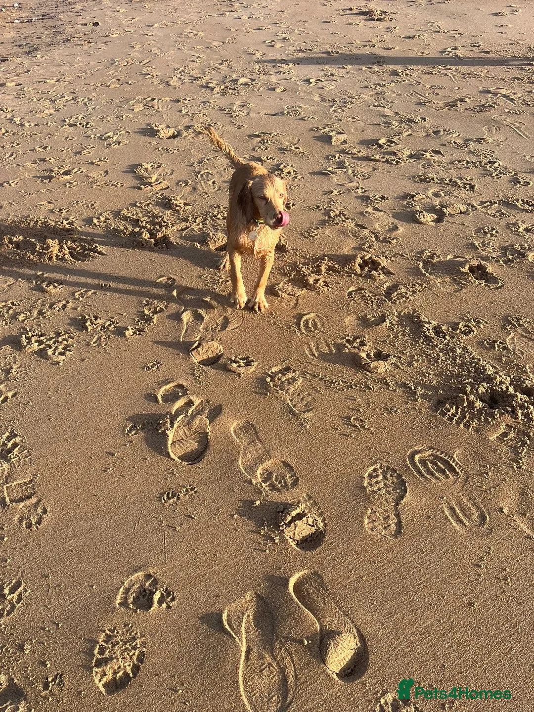 Mixed Breed dogs for sale: Cocker Spaniel cross in Consett - Advert 2