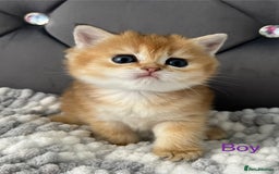 British Shorthair cats for sale: Ready to go Golden BSH Kittens Champ line  in March - Image 16