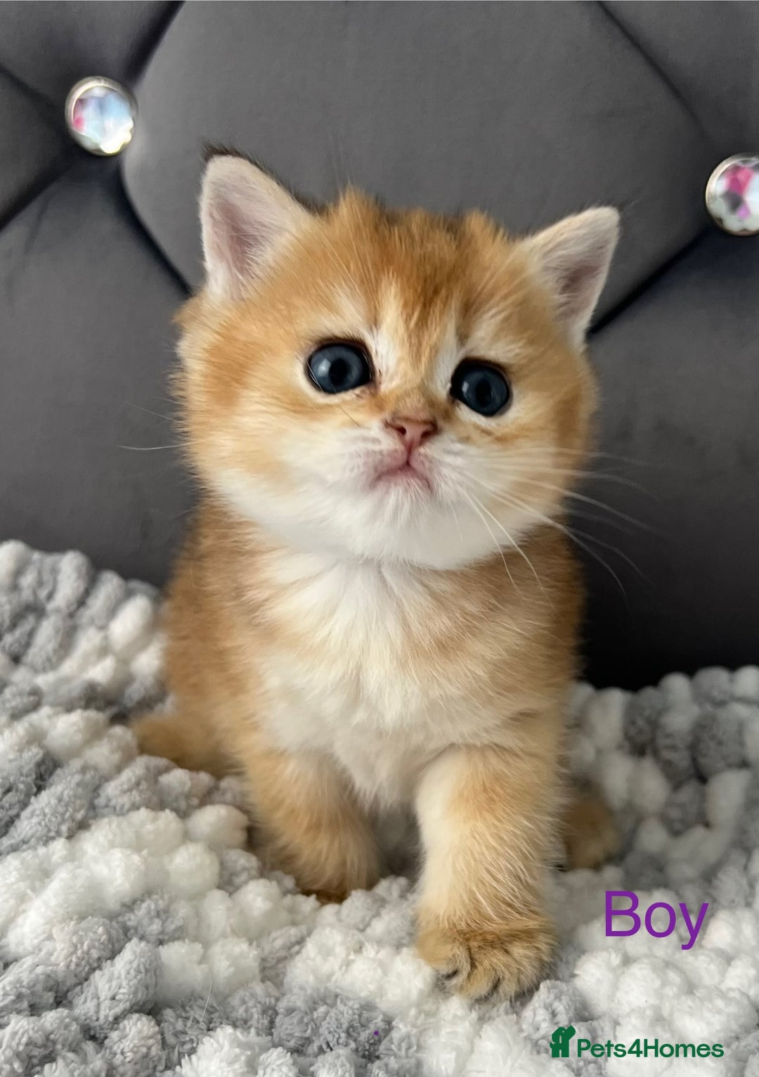 British Shorthair cats for sale: Ready to go Golden BSH Kittens Champ line  in March - Image 16