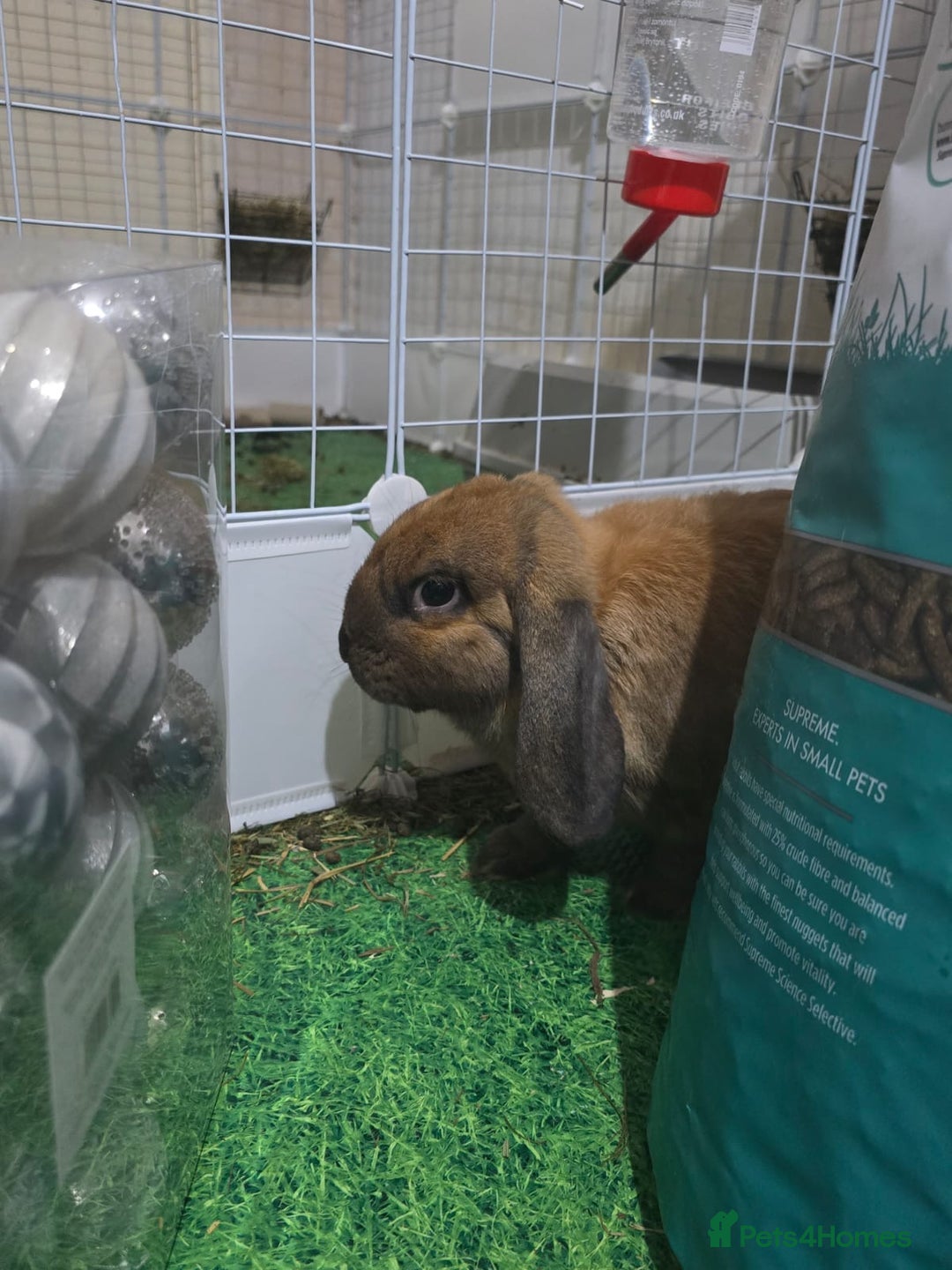 English Lop rabbits for sale: 2 male rabbits who are brothers - Advert 8