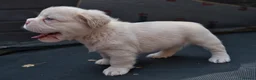 French Bulldog dogs for sale: FLUFFY FRENCHY:ISABELLA/LILAC/PLATINUM-KC&DNA CERT - Advert 37