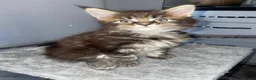 Maine Coon cats for sale: Rare Red Silver Maine Coon Kittens Available  - Advert 13