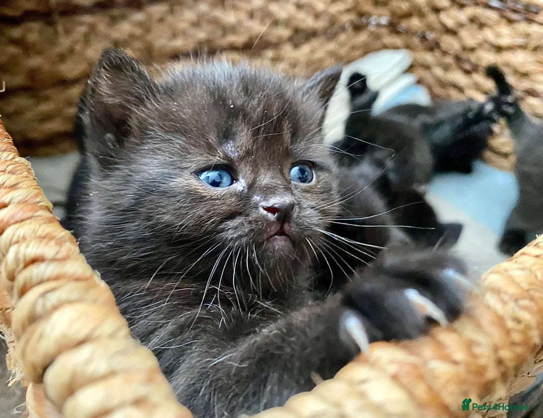 British Shorthair cats for sale: British shorthair black cross kittens  - Advert 3