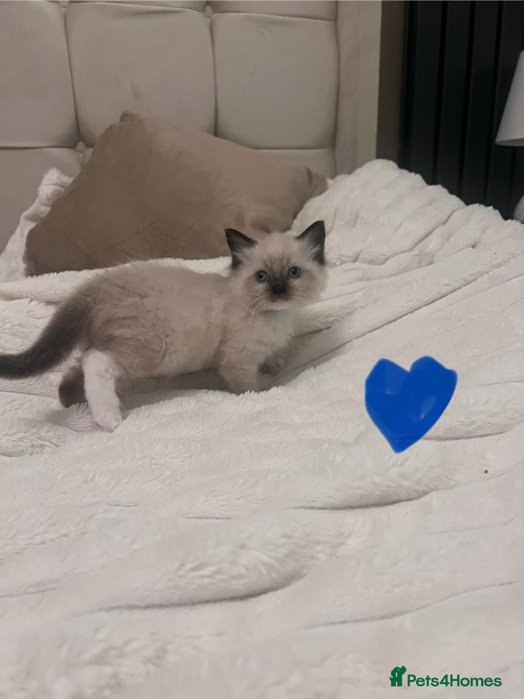 Ragdoll cats for sale: 4 gorgeous Ragdoll kittens for sale - Advert 6