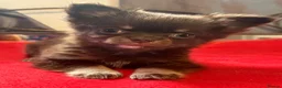 Chihuahua dogs for sale: Three beautiful chihuahuas in Northampton - Advert 14