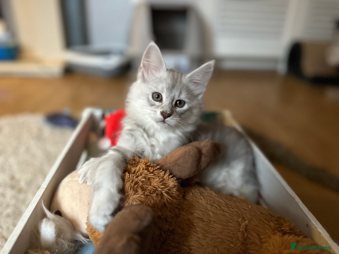 Maine Coon cats for sale: TICA PEDIGREE MAINE COON SHADED KITTENS AVAILABLE - Advert 31