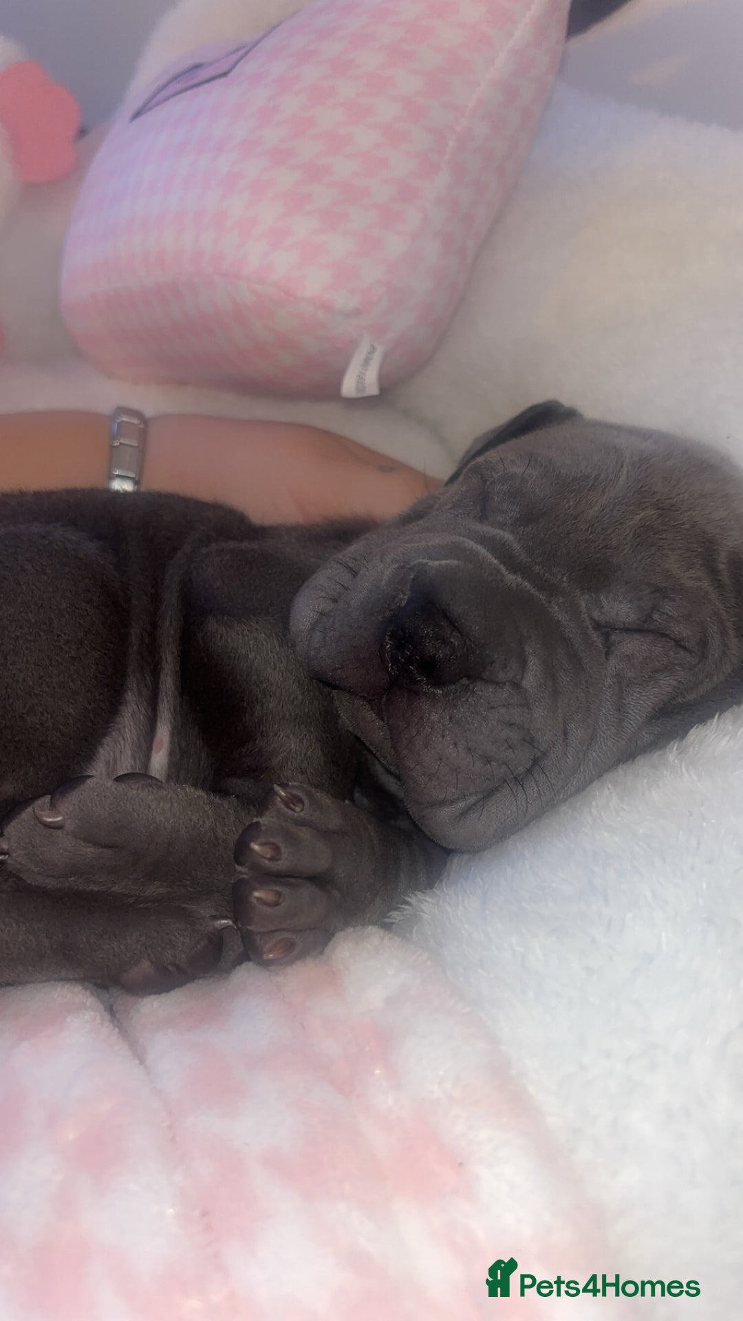 Shar Pei dogs for sale: Blue Shar pei girl - Advert 4