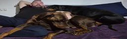 Dobermann dogs for stud: HEALTH TESTED STANLEY FOR STUD DUTIES - Advert 10