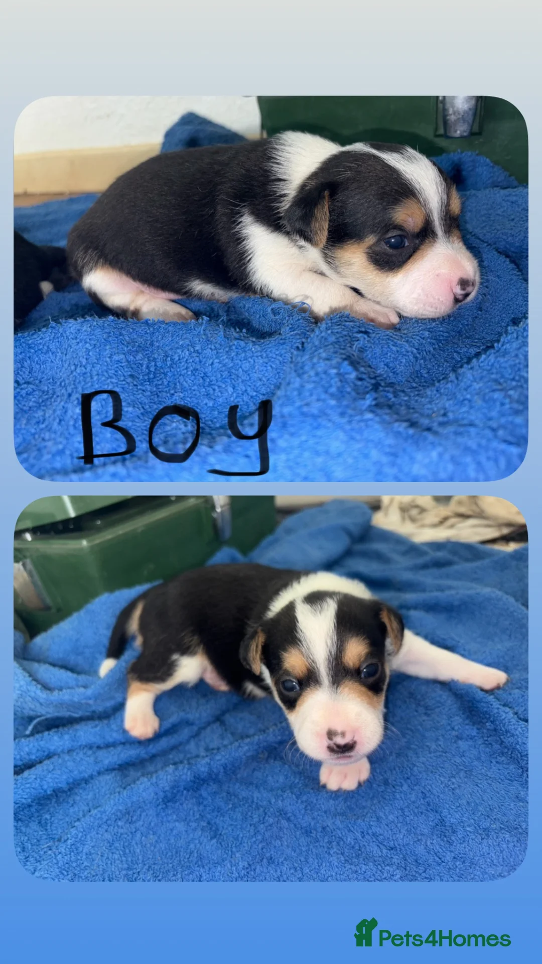 Jack Russell dogs for sale: Jack Russel puppies  - Advert 1