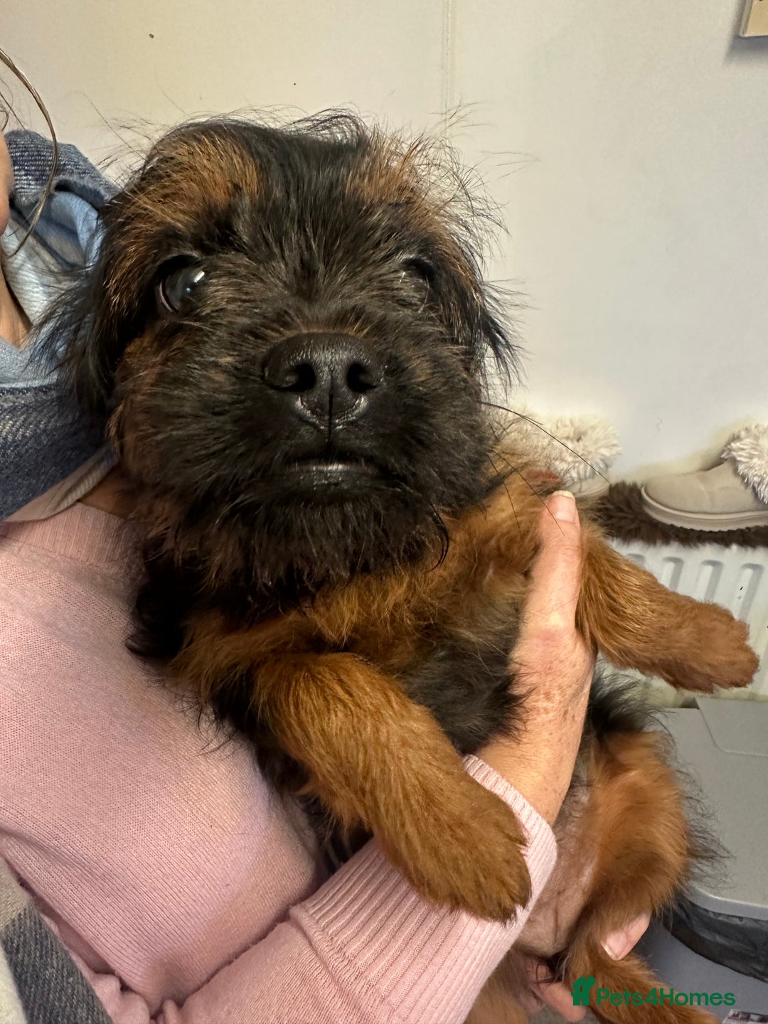 Mixed Breed dogs for sale: French bulldog/poodle  - Advert 3