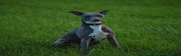 Whippet dogs for sale: Whippet puppies  - Advert 6