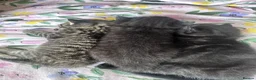 Mixed Breed cats for sale: British short hair cross boy in Newport - Advert 5
