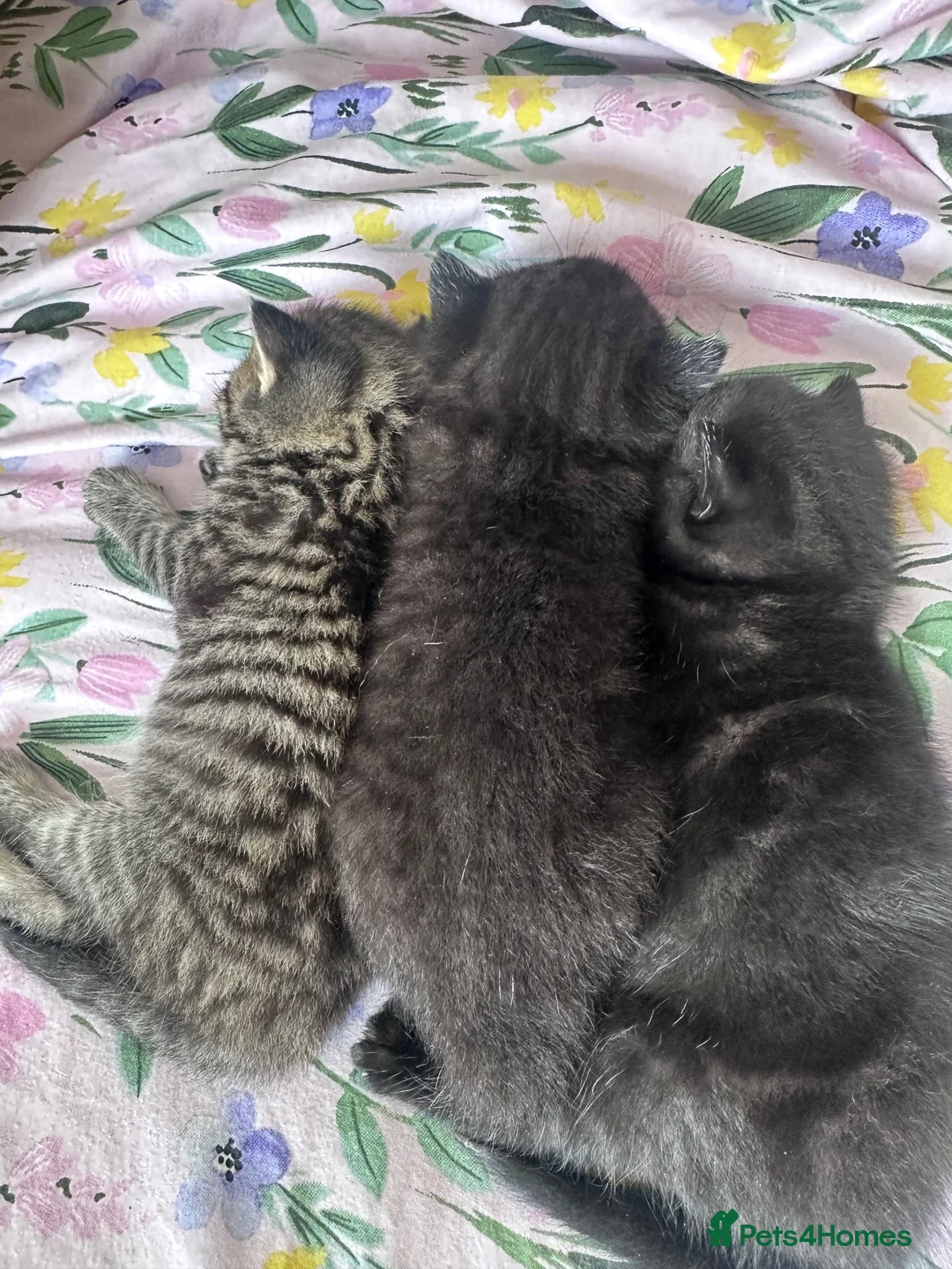 Mixed Breed cats for sale: British short hair cross boy in Newport - Advert 5