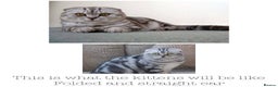 Scottish Fold cats for sale: Silver Tabby Scottish Fold Kittens  - Advert 3
