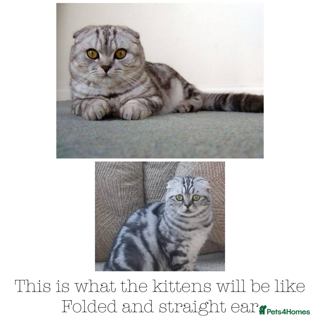 Scottish Fold cats for sale: Silver Tabby Scottish Fold Kittens  - Advert 3