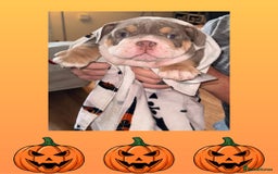 English Bulldog dogs for sale: Romeo & Juliet  - Image 3