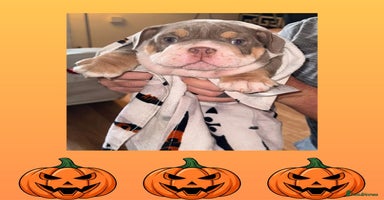English Bulldog dogs - Advert 2
