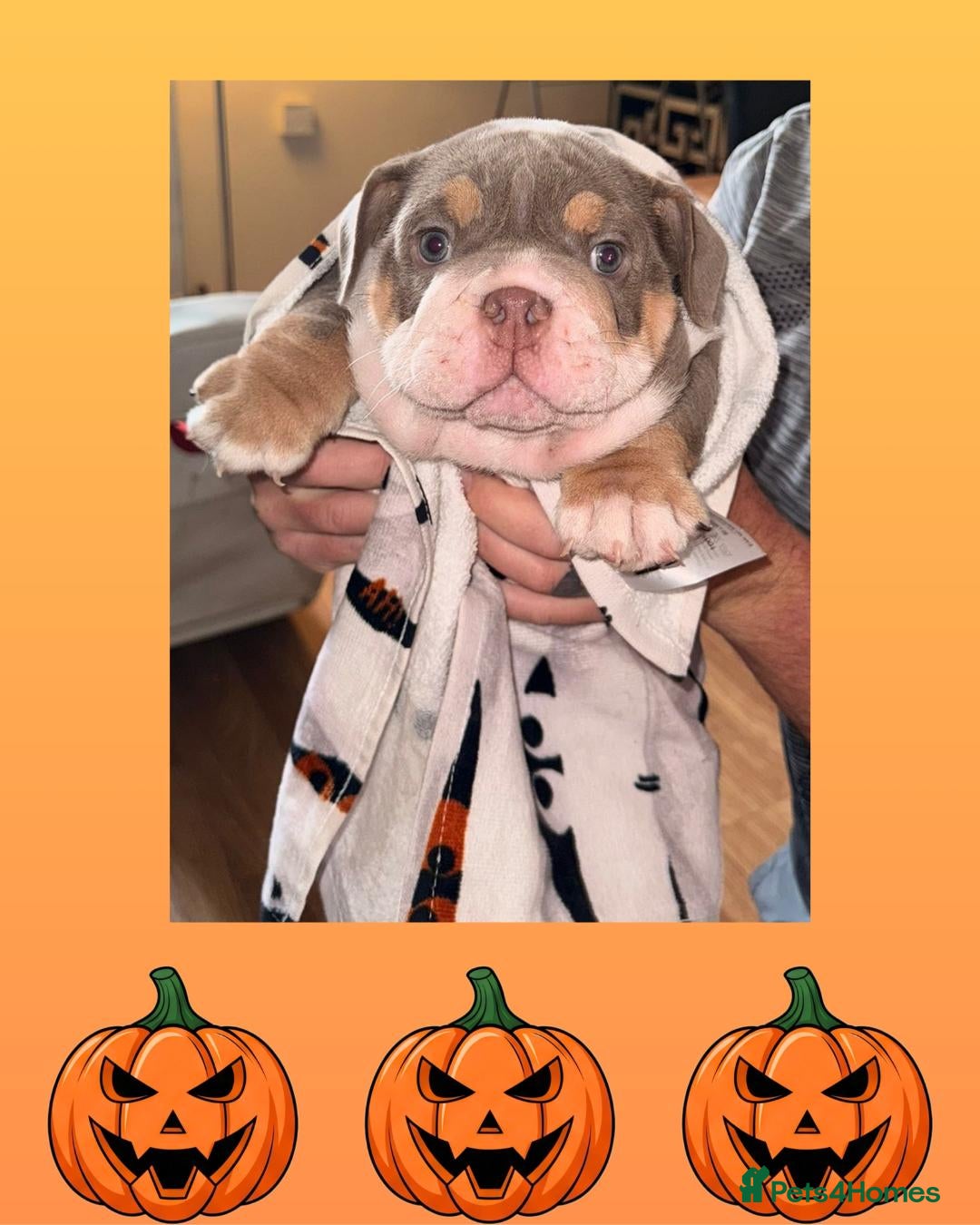 English Bulldog dogs for sale: Romeo & Juliet  - Image 3