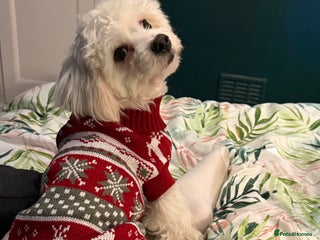 Maltese dogs 8 months old adorable maltese - Advert 8