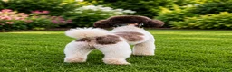 Miniature Poodle dogs for stud: KC Reg Miniature Parti Poodle - Advert 4