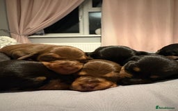Dachshund dogs for sale: Long haired dachshund puppies  - Image 4
