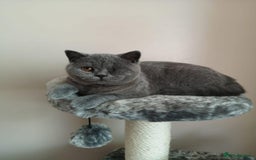 British Shorthair cats for sale: British shorthairs - Blue - Image 2