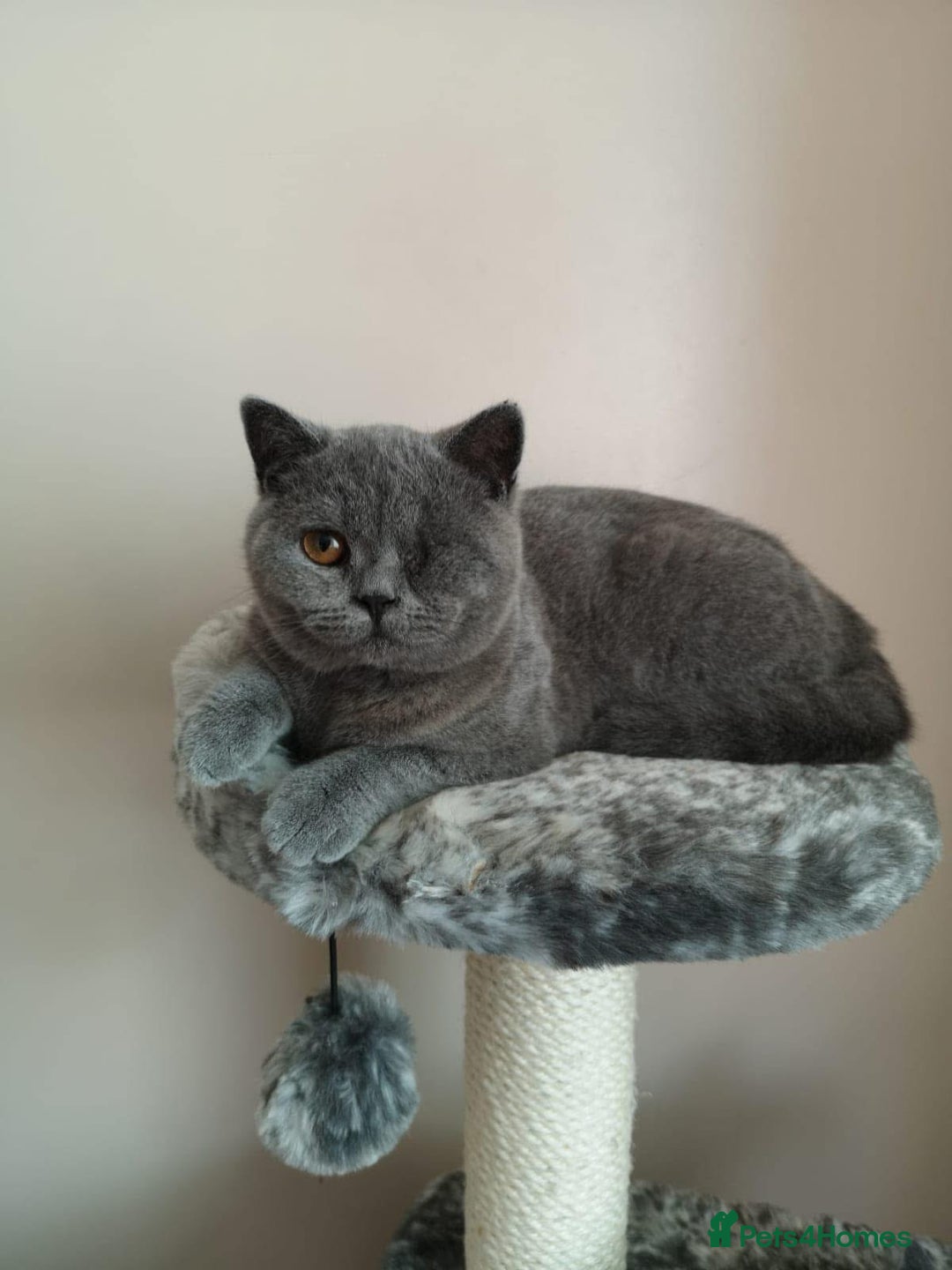 British Shorthair cats for sale: British shorthairs - Blue - Image 2