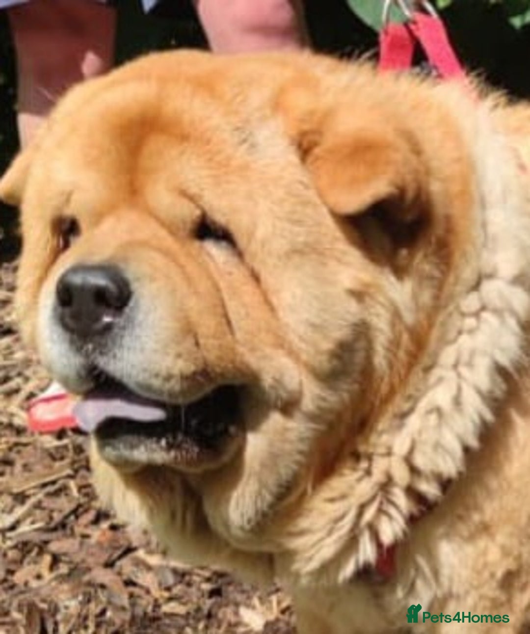 Chow Chow dogs for sale: BEAUTIFUL GIRL LEFT! READY NOW!! - Image 13