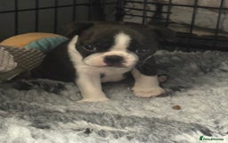 Boston Terrier dogs for sale: Kc Boston terrier  - Image 5