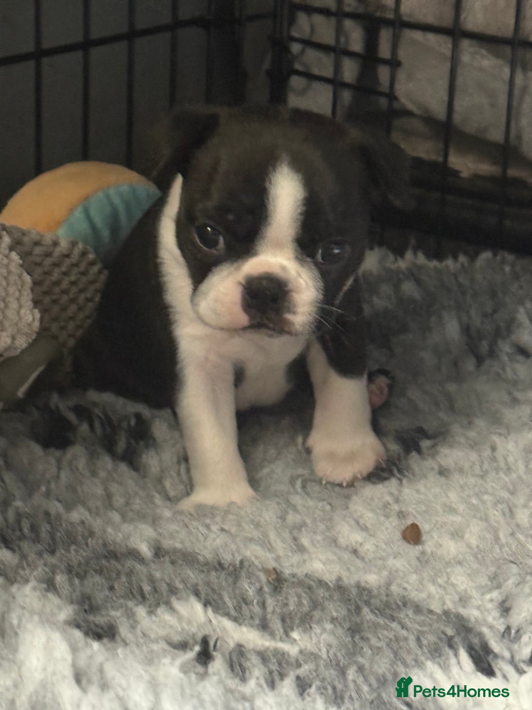 Boston Terrier dogs for sale: Kc Boston terrier  - Image 5