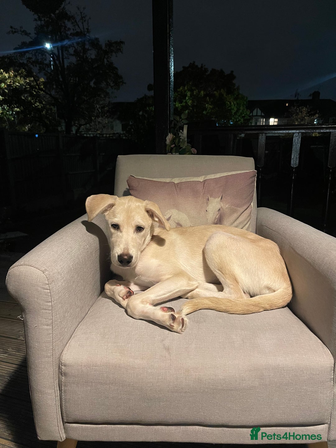 Mixed Breed dogs for sale: Husky and Labrador mix breed (Haskador) - Image 15