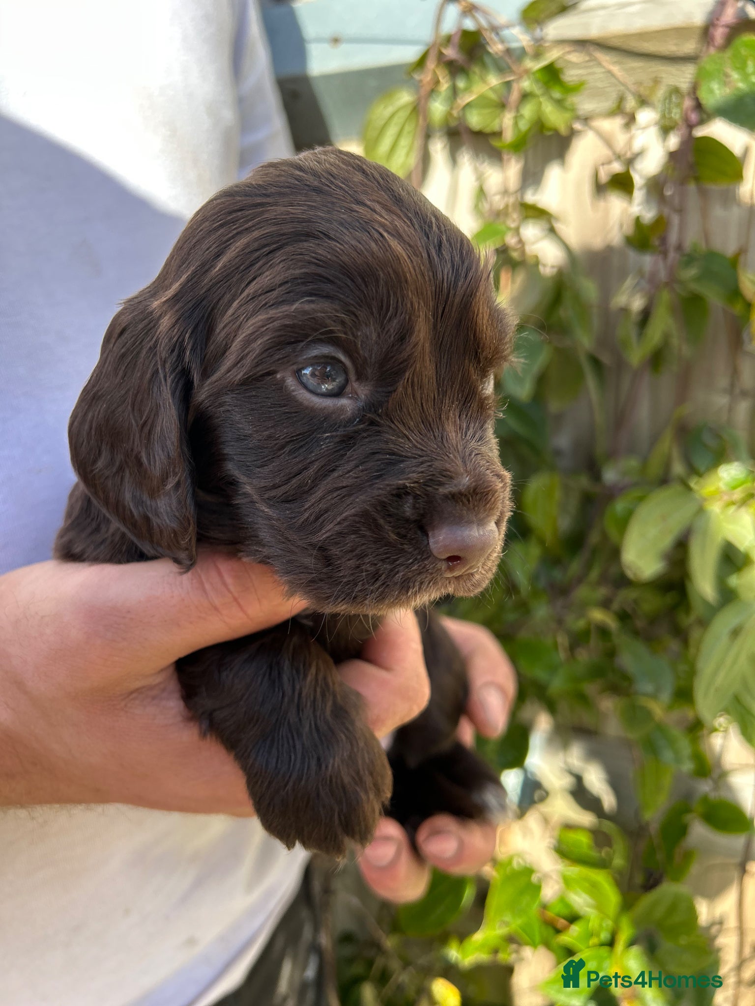 Cocker Spaniel dogs KC registered chocolate cocker spaniel - Advert 5