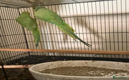 Budgerigars birds for sale: FLASH SALE TODAY ONLY Ringneck Breeder Pair £255 - Image 2