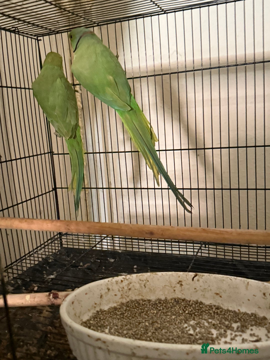 Budgerigars birds for sale: FLASH SALE TODAY ONLY Ringneck Breeder Pair £255 - Image 2