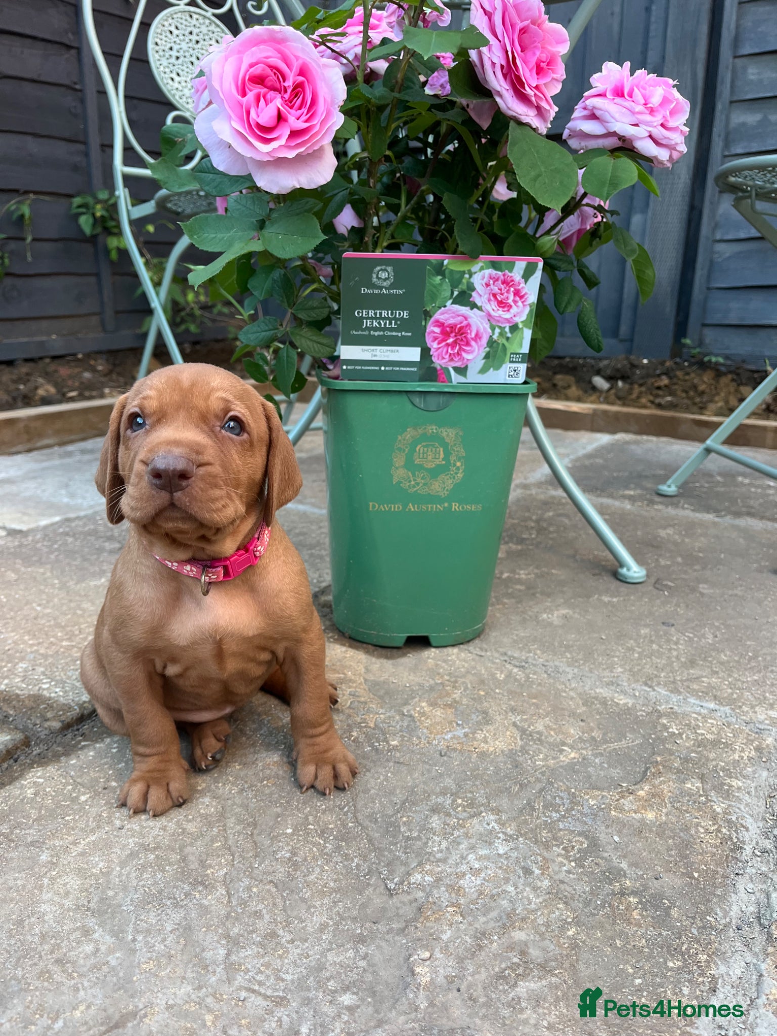 Hungarian Vizsla dogs for sale: Championship Bloodline Pedigree Hungarian Vizsla - Advert 8