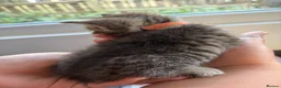 Mixed Breed cats for sale: Stunning Tabby kittens - Advert 11
