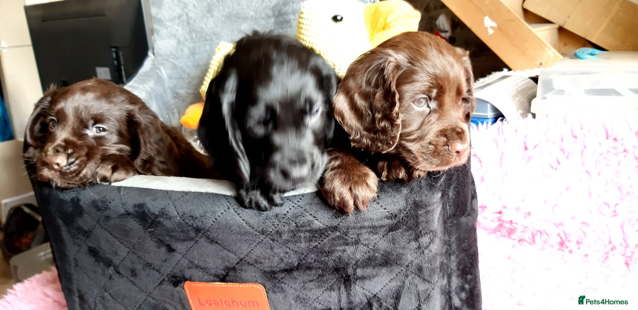 Cocker Spaniel dogs for sale: KC registered Working Cocker Spaniel pups - Advert 1
