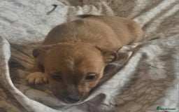 Mixed Breed dogs for sale: 3/4 jack Russell  1/4 chihuahua  - Image 3