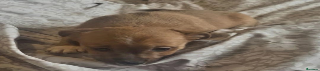 Jack Russell Puppy 3