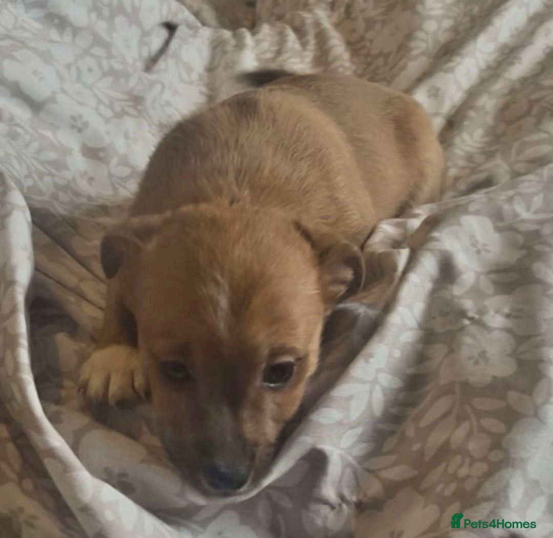 Mixed Breed dogs for sale: 3/4 jack Russell  1/4 chihuahua  - Image 3
