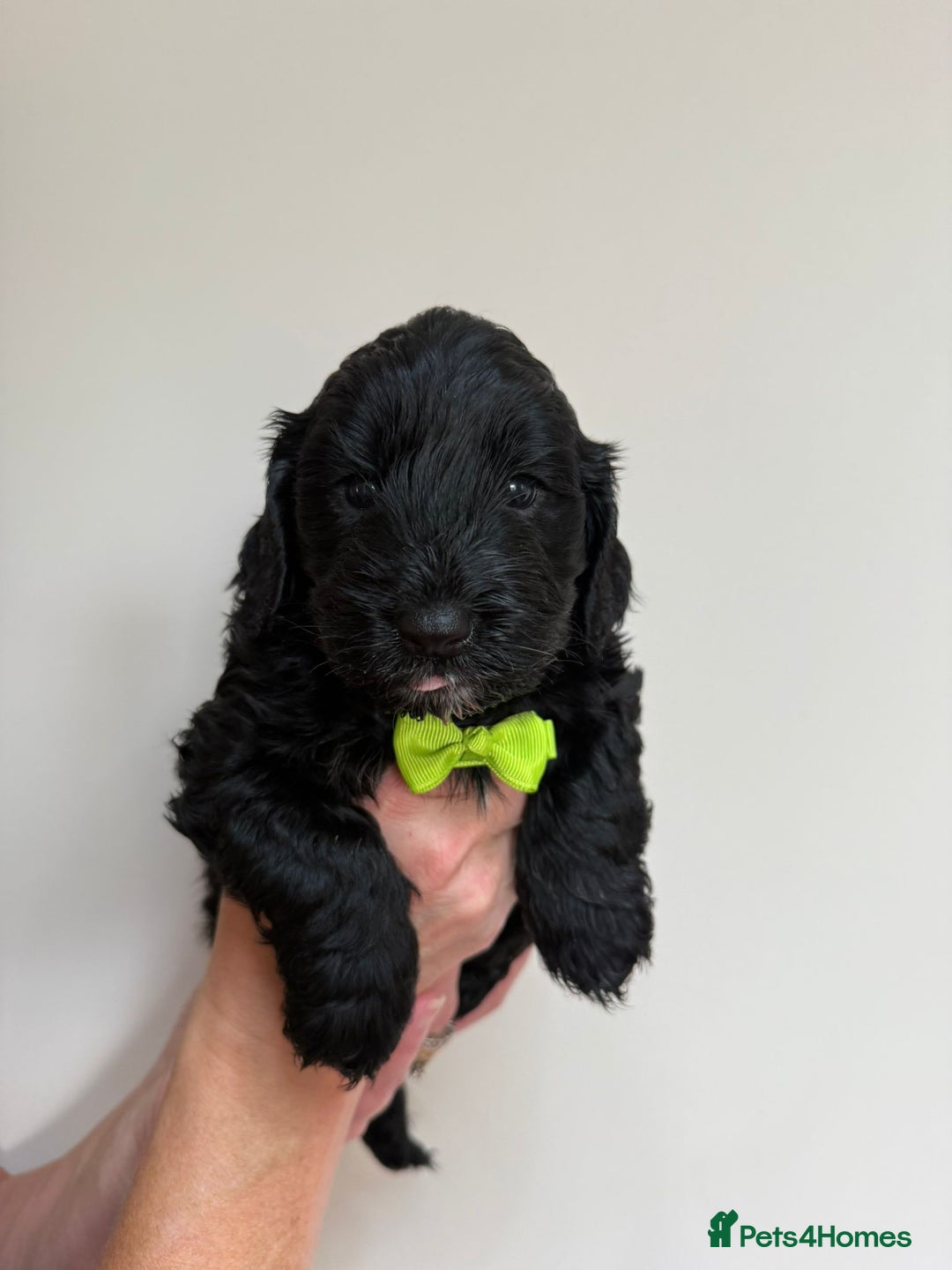 Cockapoo dogs for sale: F1 Cockerpoo's  - Image 4