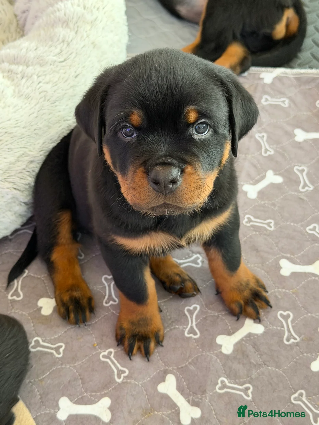 Rottweiler dogs for sale: KC Registered Rottweiler Puppies - Advert 2