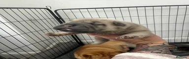 Shar Pei 3