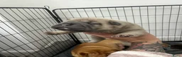 Shar Pei dogs for sale: Shar pei puppys  - Advert 7
